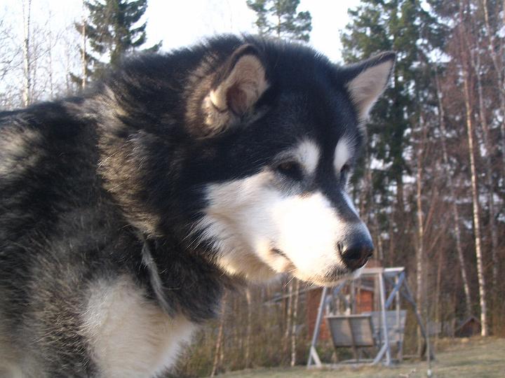 Viiru_toukokuu-08_002.jpg - Viiru toukokuussa / Viiru at May 2008