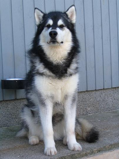 Viiruelo08_006.jpg - Viiru elokuussa 2008 / Viiru at August 2008